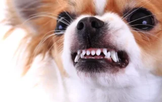 perro enseñando los dientes comunicación canina