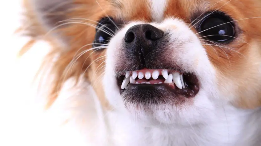 perro enseñando los dientes comunicación canina