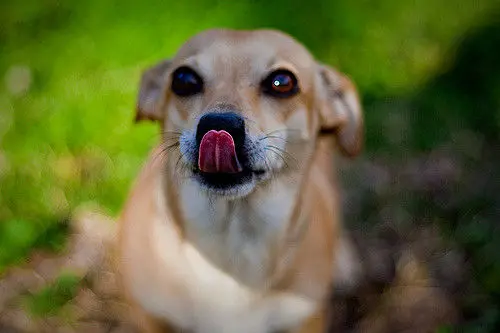 perro lamido de trufa
