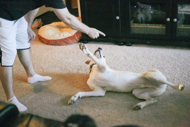 perro panza arriba comunicación canina perro panza arriba comunicación canina