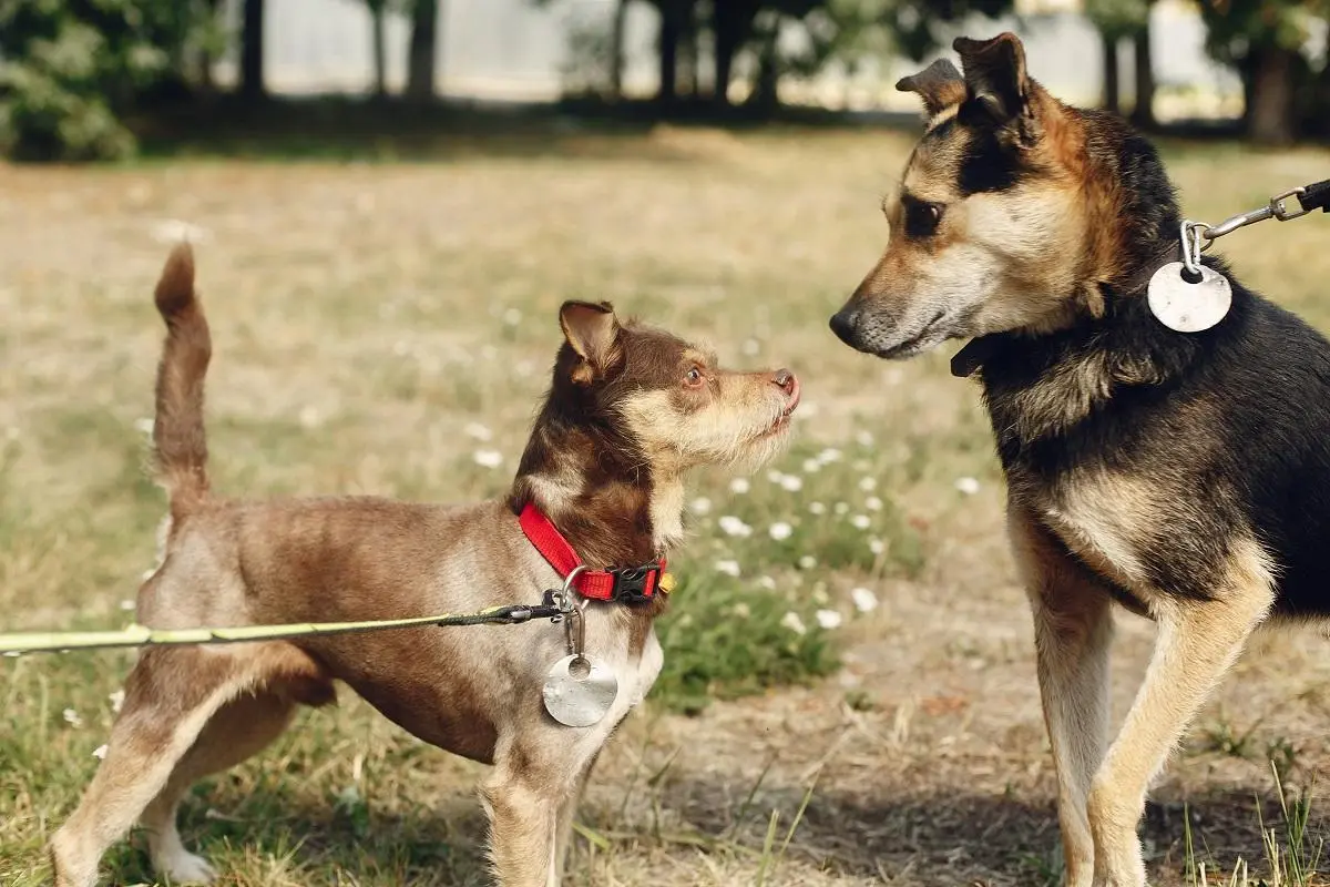 saludo entre perros con correa reactividad