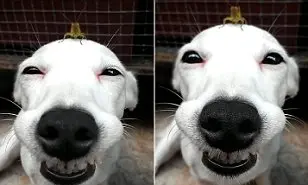 perro mostrando una "sonrisa canina"