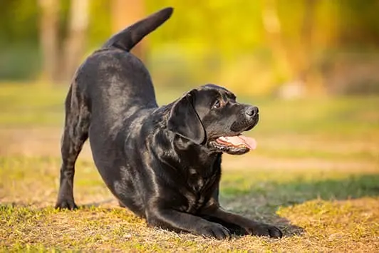 reverencia señal de juego lenguaje canino