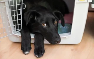 perro en transportin o jaula