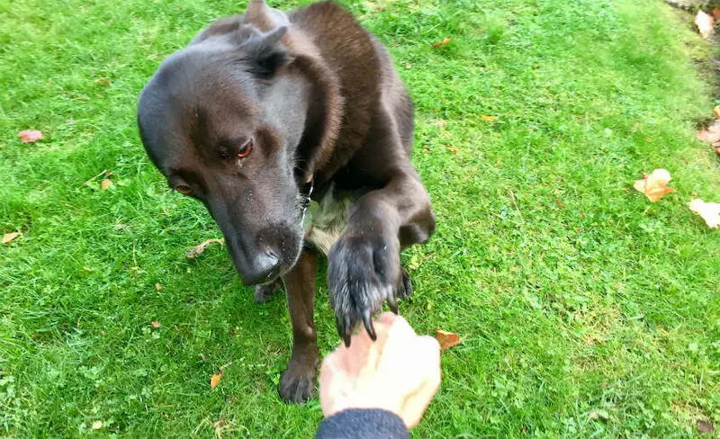 cachorro jugando a encontrar la comida