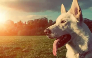 como influye la metodología de adiestramiento en el perro