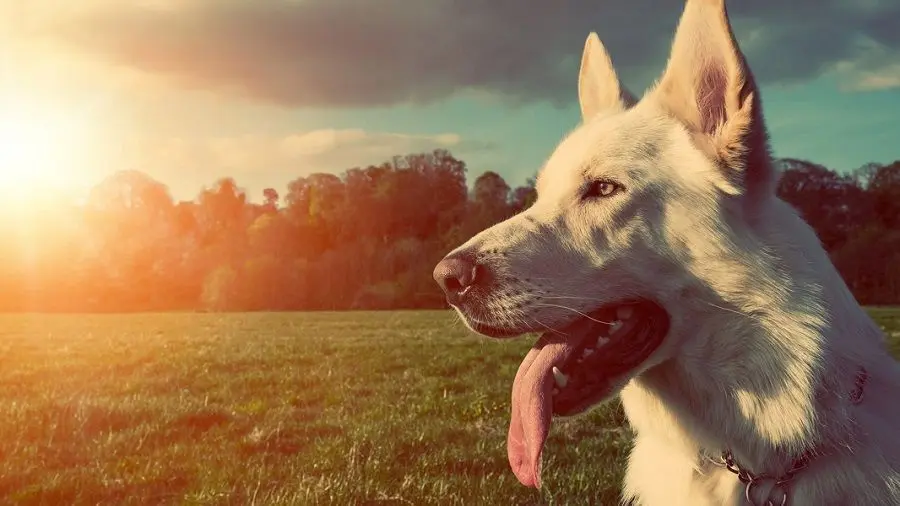 como influye la metodología de adiestramiento en el perro