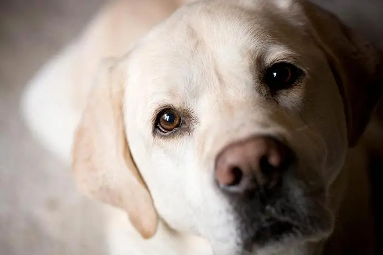 ejercicio de mirada y atención en el perro