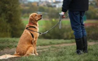 el nombre del perro en el adiestramiento canino