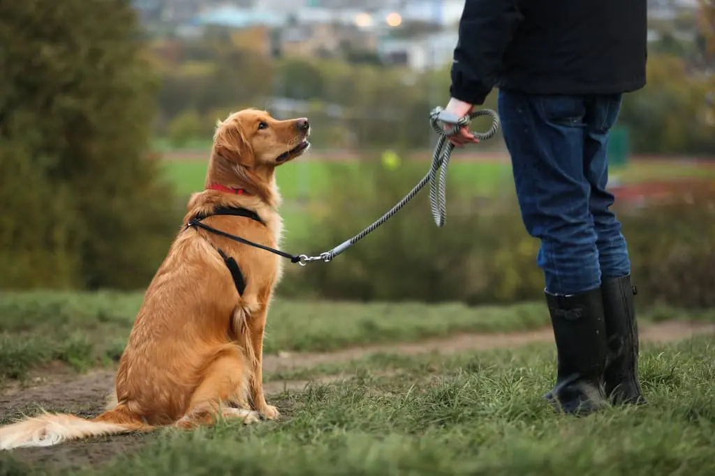 el nombre del perro en el adiestramiento canino