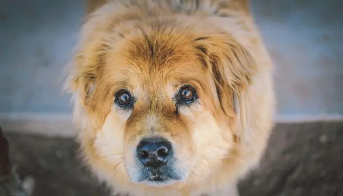 perro contacto visual
