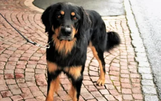 perro