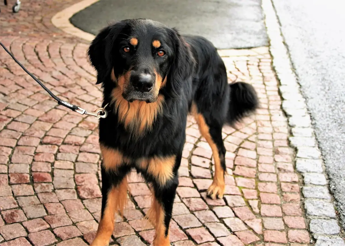 perro