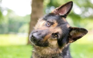perro mirada de atención