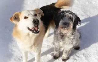 tener otro perro para ansiedad por separación