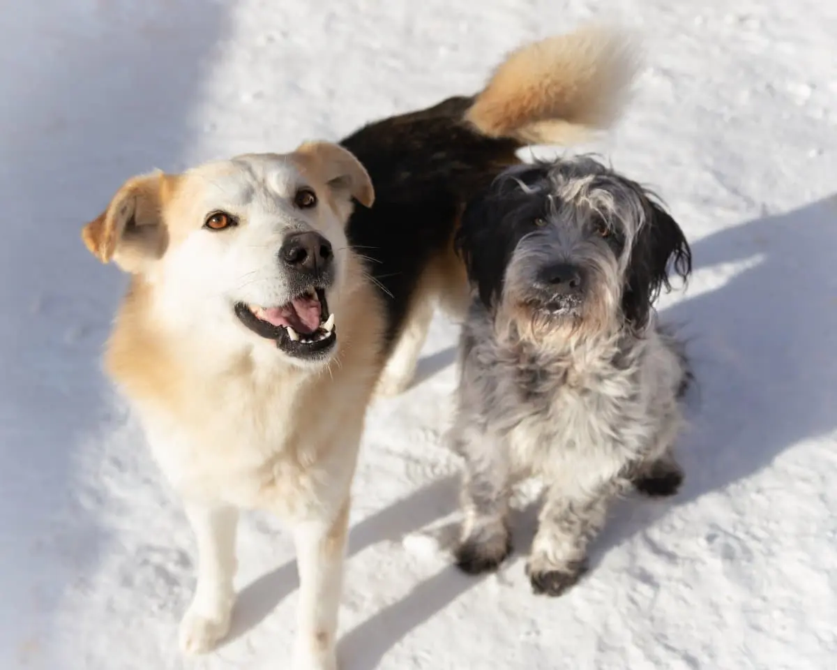 tener otro perro para ansiedad por separación