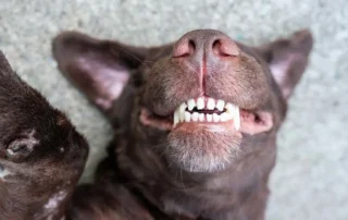 formas de hacer feliz a un perro