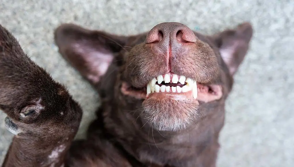formas de hacer feliz a un perro