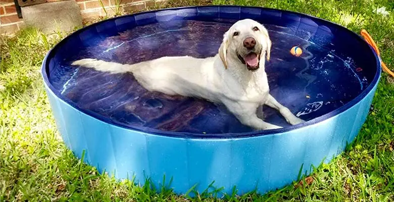 piscina para perros