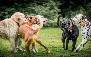 dominancia en perros