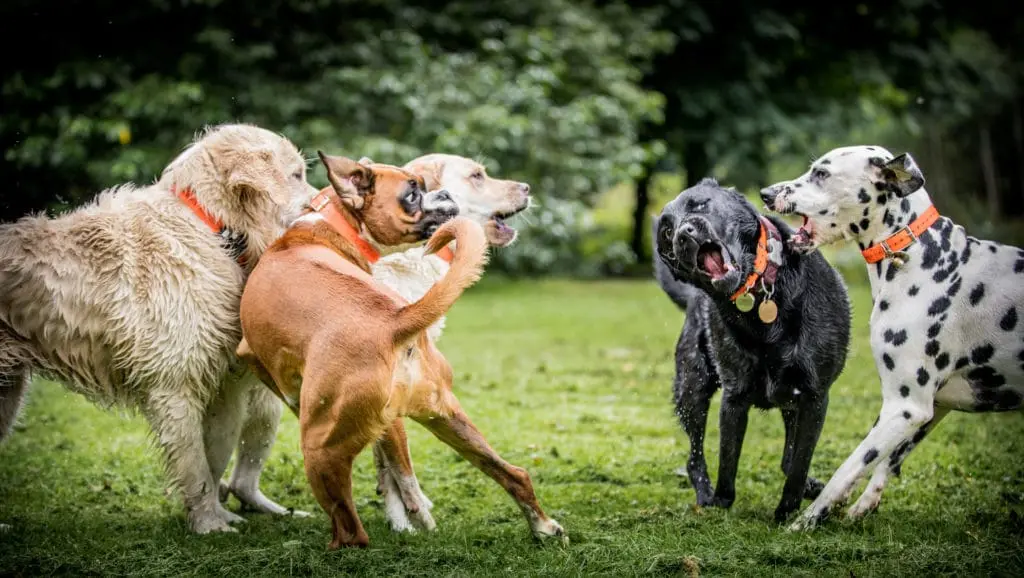 dominancia en perros