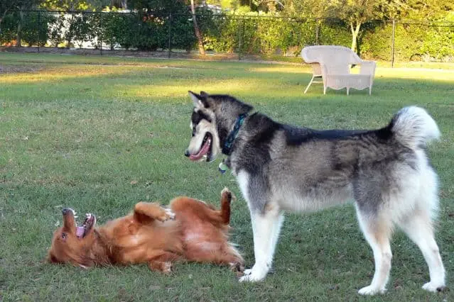 dominancia en perros