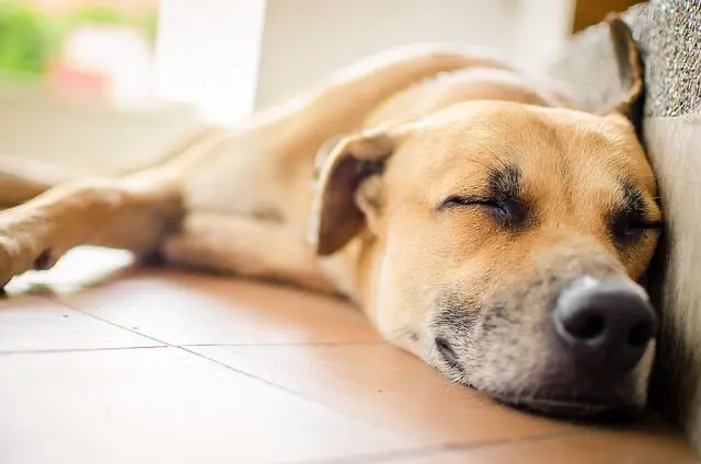 nuevo perro adoptado en casa
