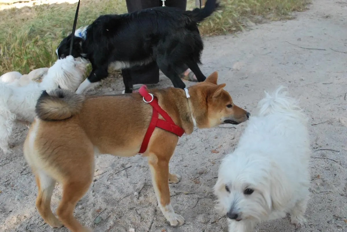 perros presentándose