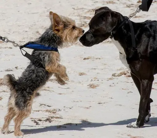 perros conociéndose con correa