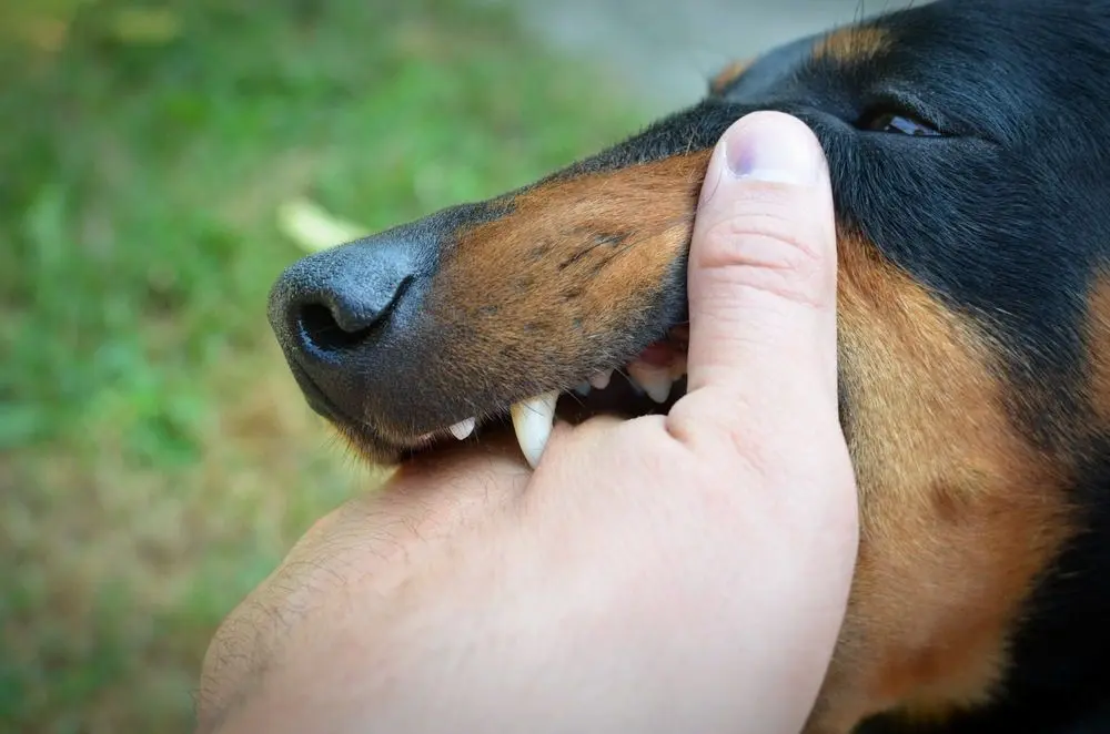 mordedura de perro