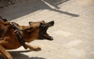 reactividad y agresividad en perro con la correa