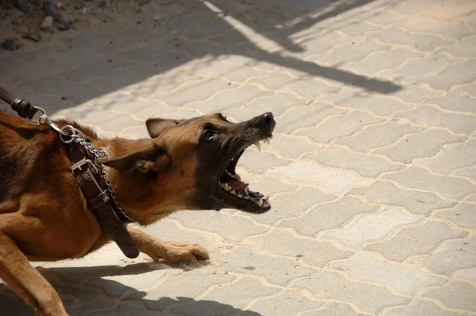 reactividad y agresividad en perro con la correa
