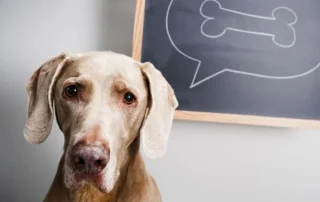 formas en las que tu perro se comunica contigo