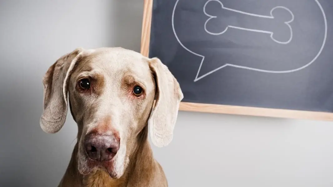 formas en las que tu perro se comunica contigo