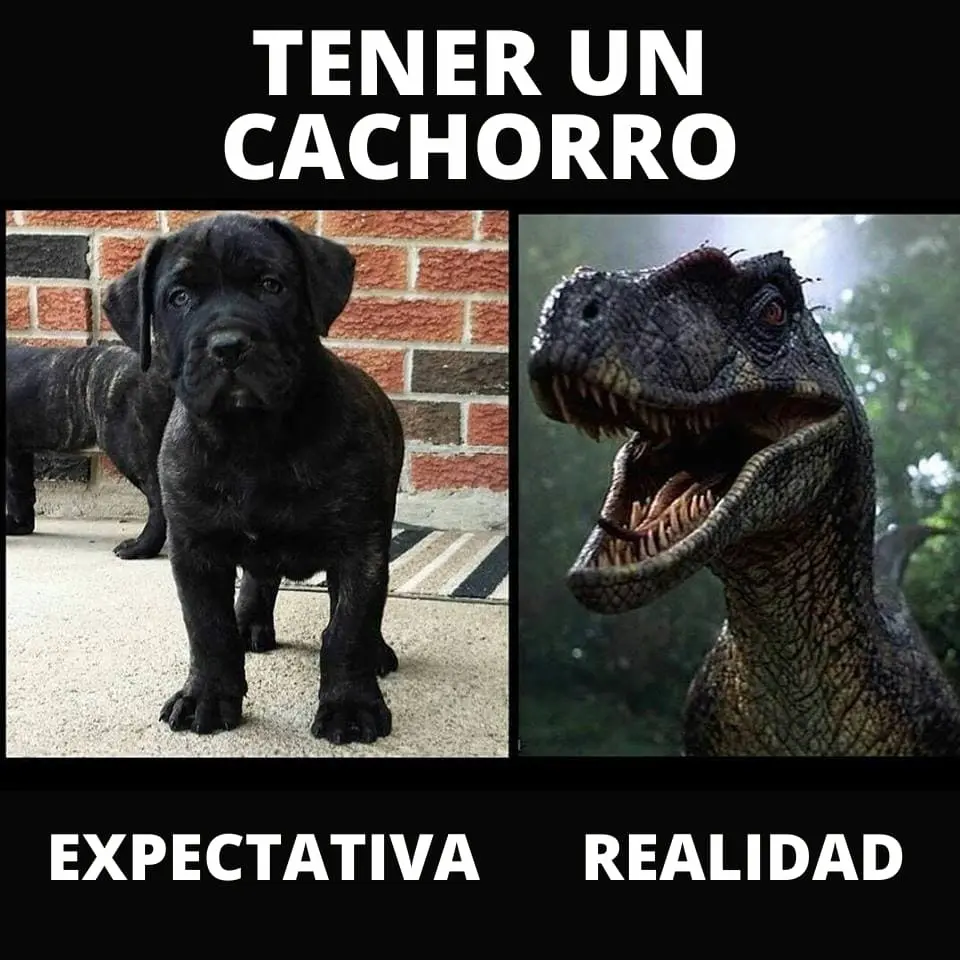 meme cachorros