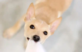 enseñar a cachorro a no morder