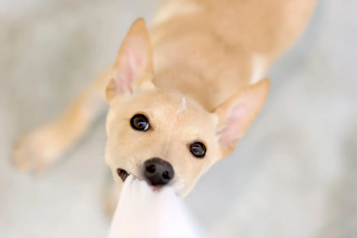 enseñar a cachorro a no morder