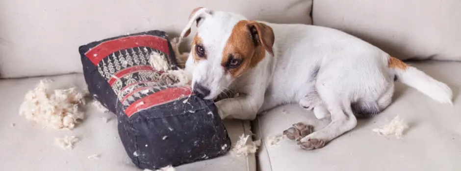 errores a evitar al enseñar a un cachorro a no morder