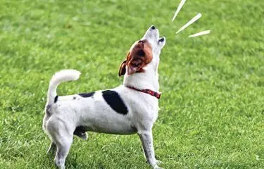 perro ladrando