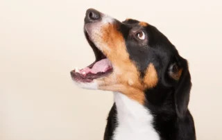 Mi perro ladra