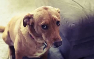 perro con mirada de culpable Los perros saben cuando hacen algo malo
