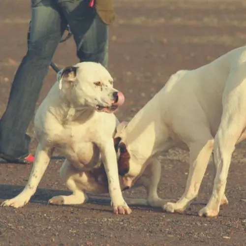 perro se lame la trufa en un saludo