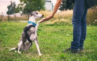 como afecta la forma de entrenar al comportamiento del perro