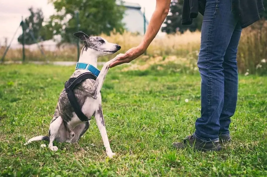 como afecta la forma de entrenar al comportamiento del perro