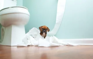 enseñar a cachorro a hacer sus necesidades