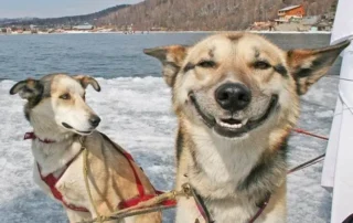 optimismo y pesimismo en perros