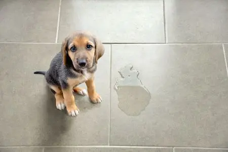 cachorro que ha hecho pis dentro de casa