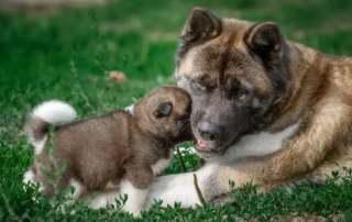 cachorro con su madre