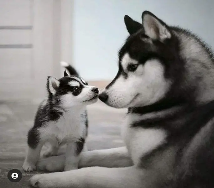 cachorro con madre de la camada