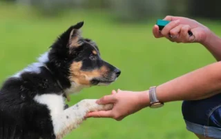 Perro entrenando con clicker